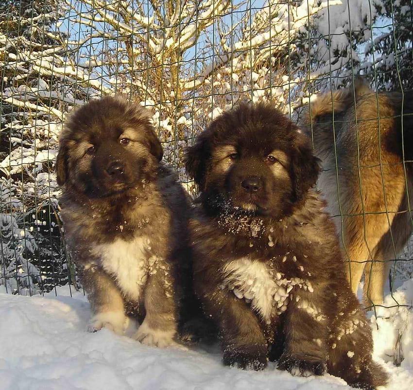 Kaukasische Schäferhunde im Winter und . Schöner HD-Hintergrundbild