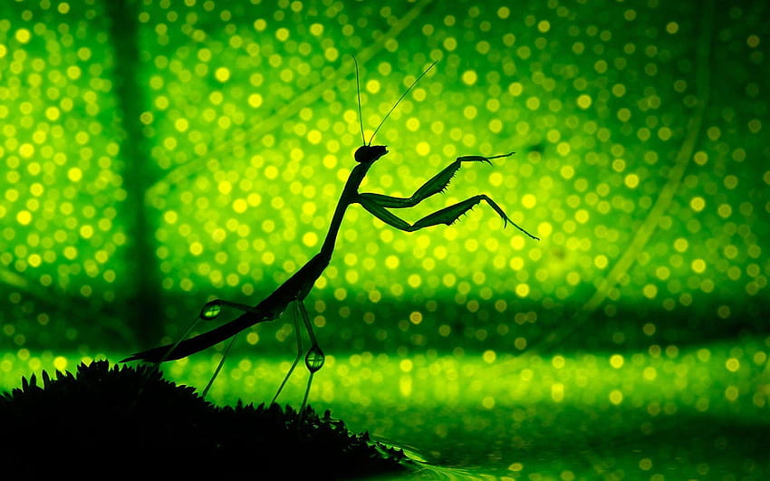 Green insects leaves silhouettes mantis bokeh HD wallpaper
