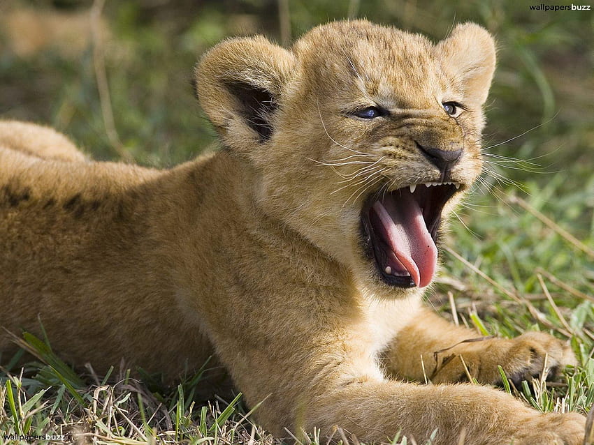 Lion baby yawning, young lion HD wallpaper