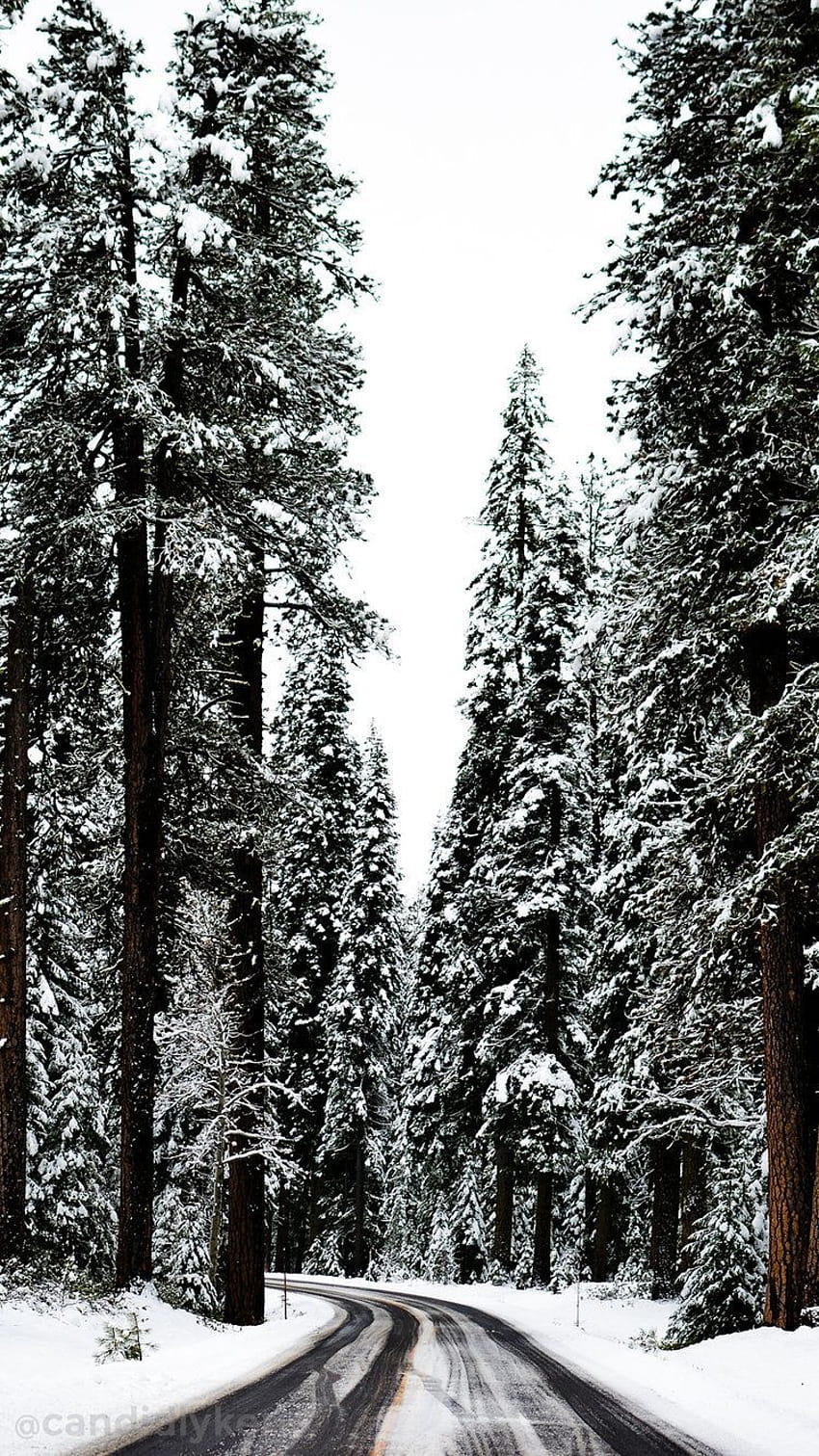 Beautiful winter travel graphy, Winter woods, Winter road trip, Winter graphy inspiration…, november winter aesthetic HD phone wallpaper