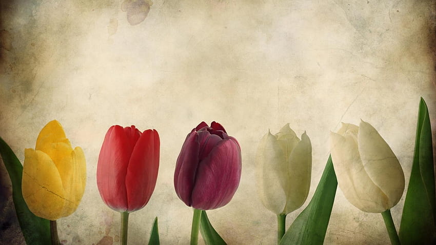 Kwiaty vintage tulipany Tapeta HD