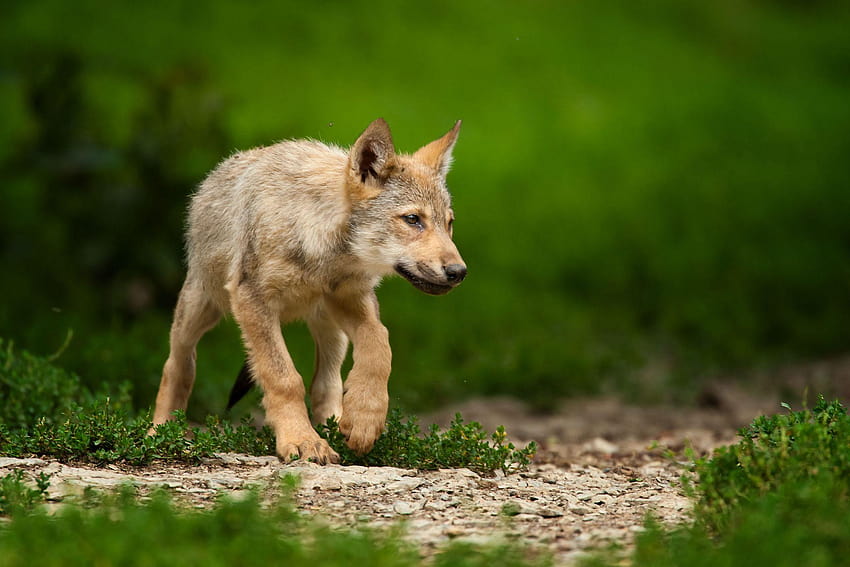 Wolves Animals wolf puppy baby cute, baby wolves HD wallpaper