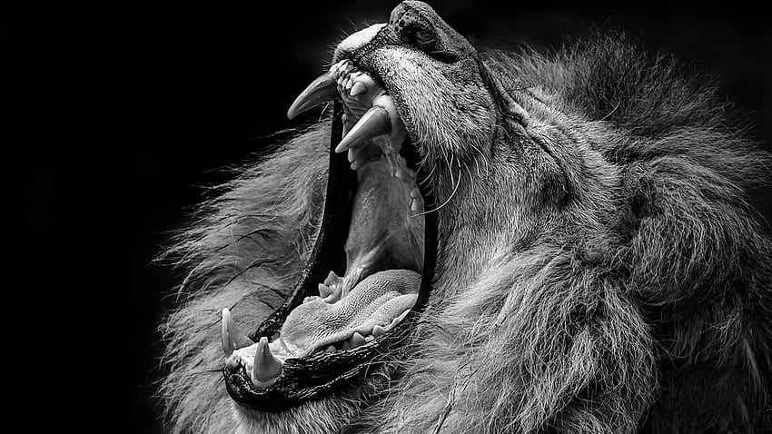Gros plan du lion avec bouche ouverte dents pointues Lion, bouche ouverte de lions Fond d'écran HD