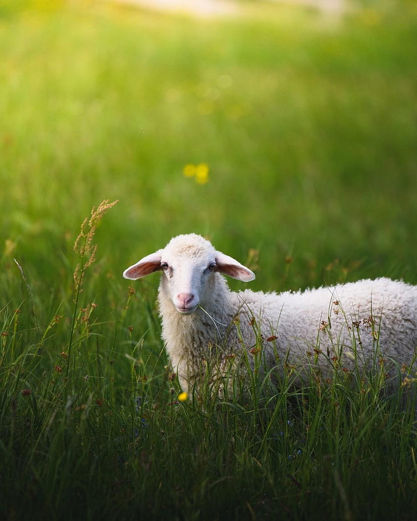 50 Schafe, Regenbogenschafe HD-Handy-Hintergrundbild