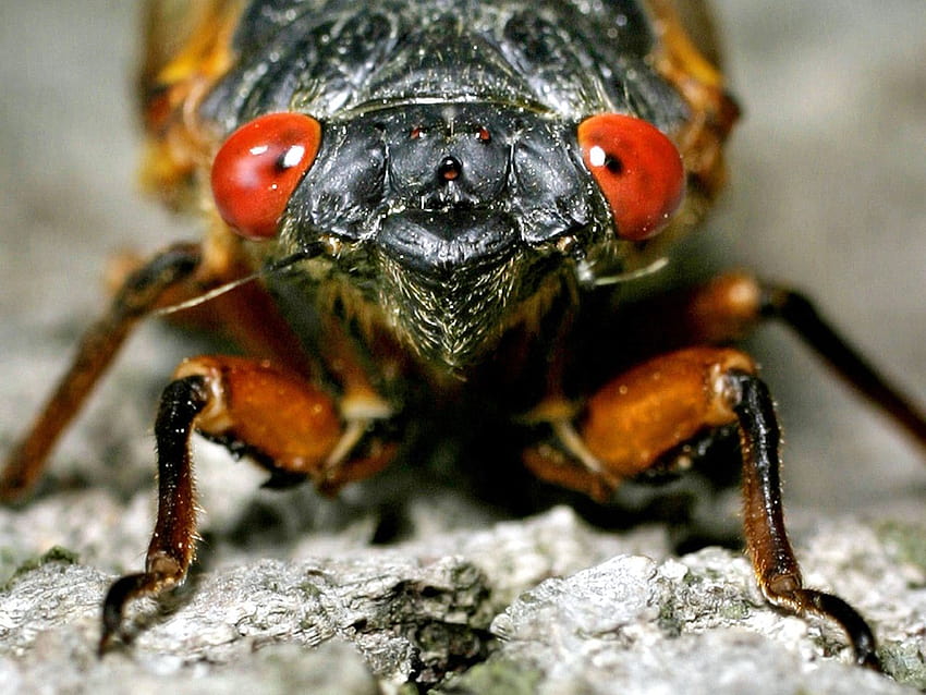 Cicada , Animal, HQ Cicada, cicadas HD wallpaper
