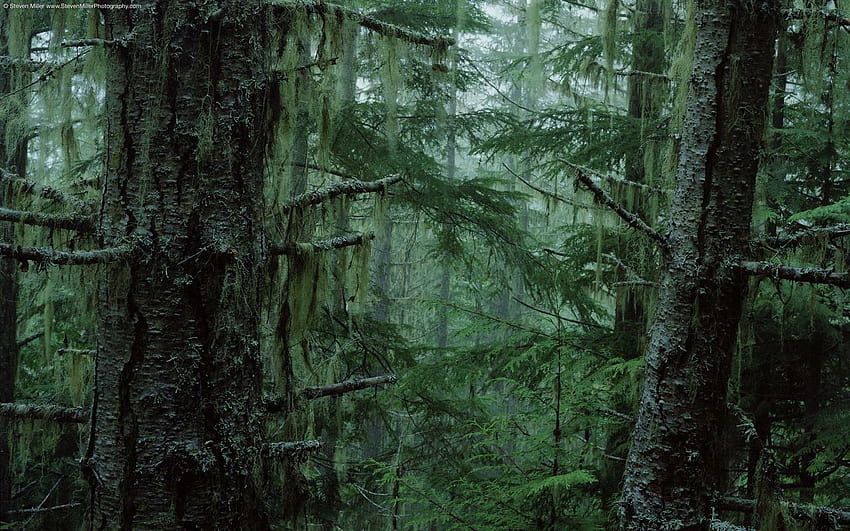 Дождливый лес, rainy foggy forest HD wallpaper