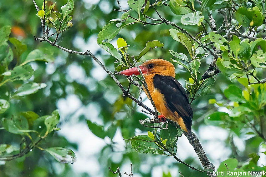 Sundarban National Park & ​​Wildlife, parque nacional sundarbans papel de parede HD