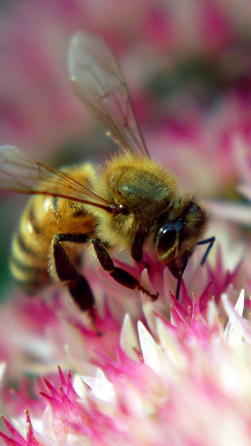 Çiçek Arı Tozlaşma Böceği, arı tozlayıcı pembe çiçek HD telefon duvar kağıdı