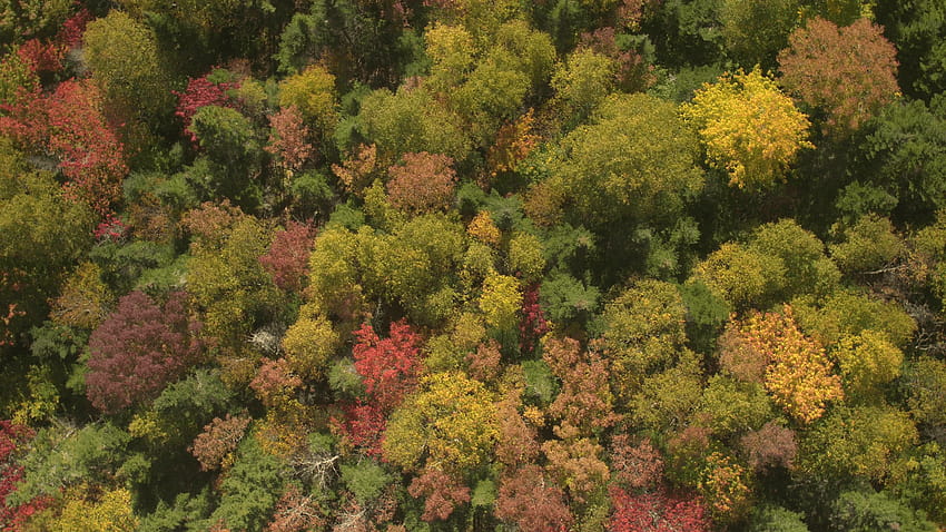 AERIAL: Vibrantly colored fall foliage and tree canopies in deciduous woodland Stock Video Footage, aspen forest canopy HD wallpaper