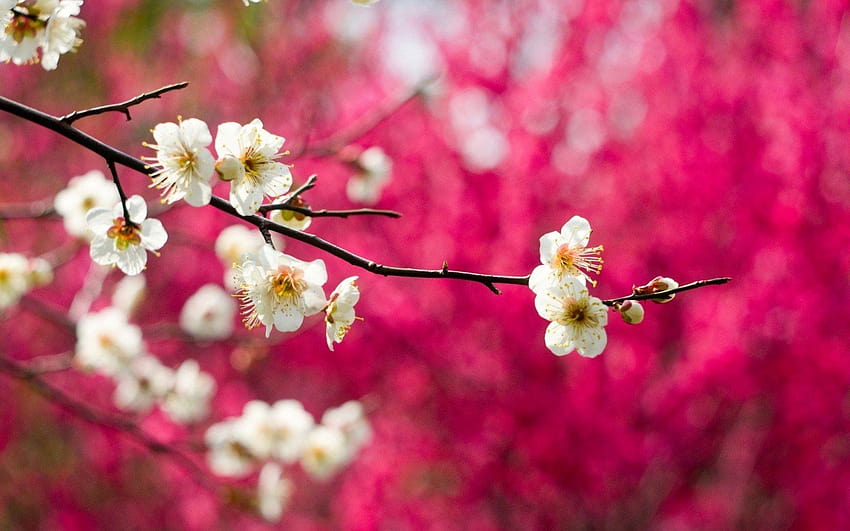 bunga mekar cabang putih alam musim semi Wallpaper HD