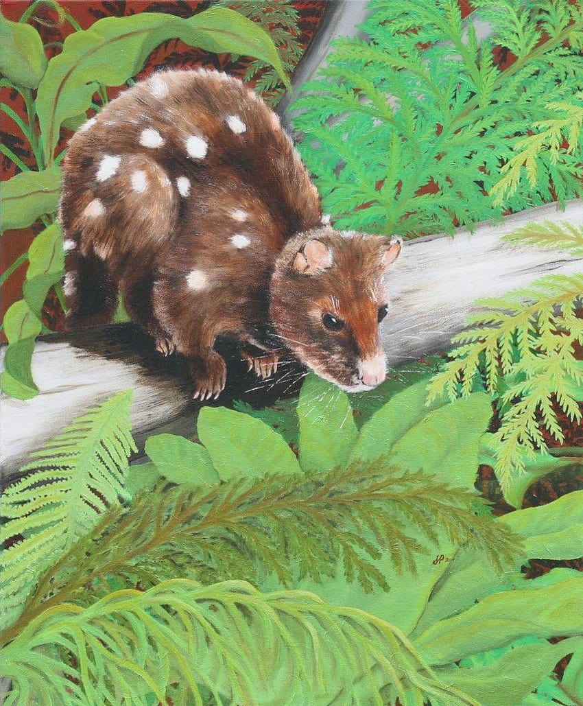 Spotted Quoll by Tasmanina artist Susan Parsons. Oil on canvas HD phone wallpaper