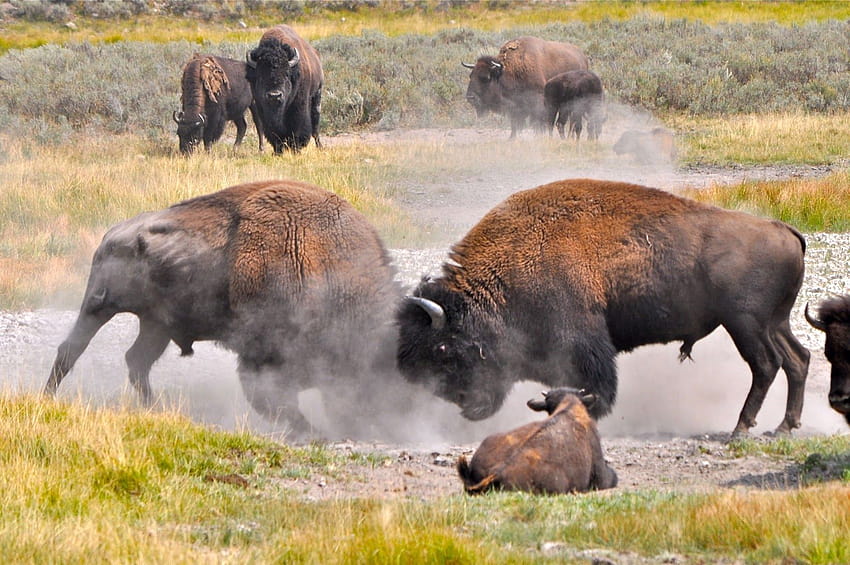 Pin on Natural Inspirations, fighting bison HD wallpaper | Pxfuel