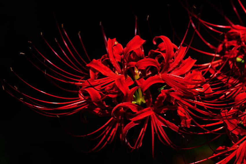 Spider Lily, higanbana HD wallpaper