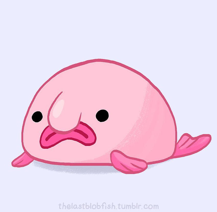 cute blobfish