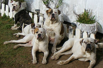 are american bulldogs good attack dogs