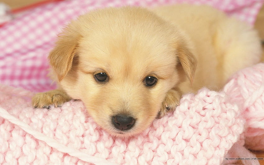 1680*1050 Lovely Puppy / Lovely Puppies 1680x1050 NO.52, cute summer puppy HD wallpaper