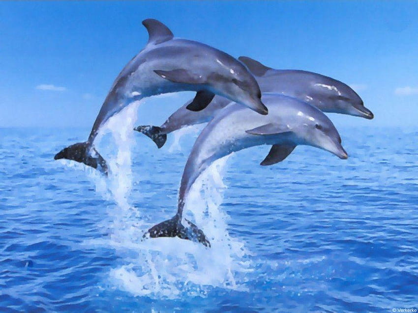 Animals that Start With D, dolphins animal HD wallpaper | Pxfuel