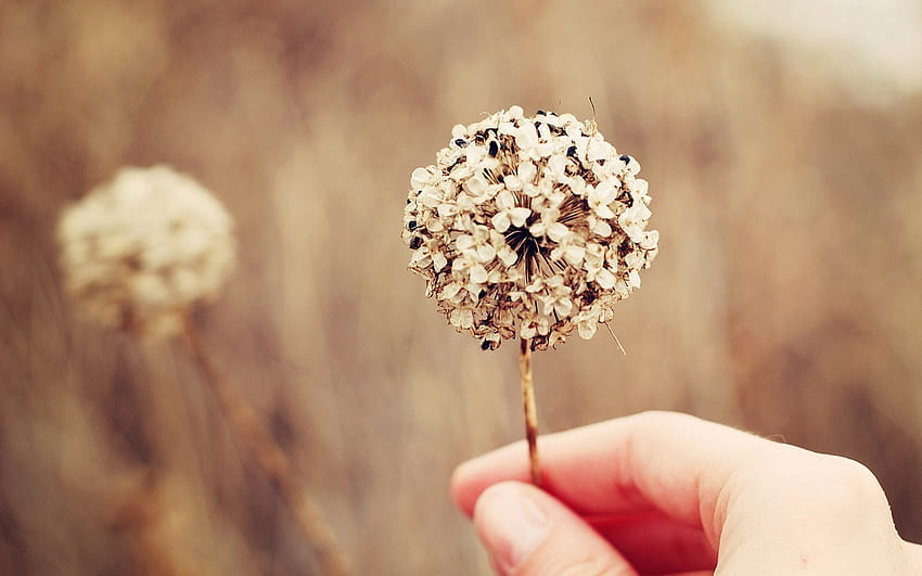 brown, Blurred, Bokeh, Dandelion, Nature, Flowers / and Mobile Backgrounds, brown flower HD wallpaper