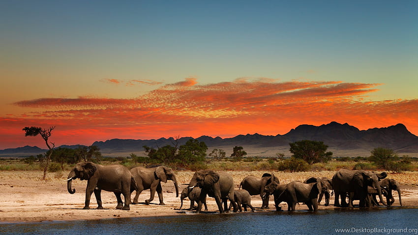 Herd Of Elephants In African Savanna Ultra Backgrounds HD wallpaper