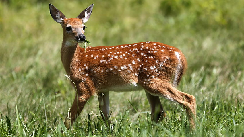 Cute Baby Chital Deer in Green Grass 3K HD wallpaper
