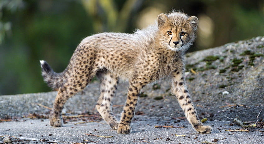 gepard, młode gepardy Tapeta HD