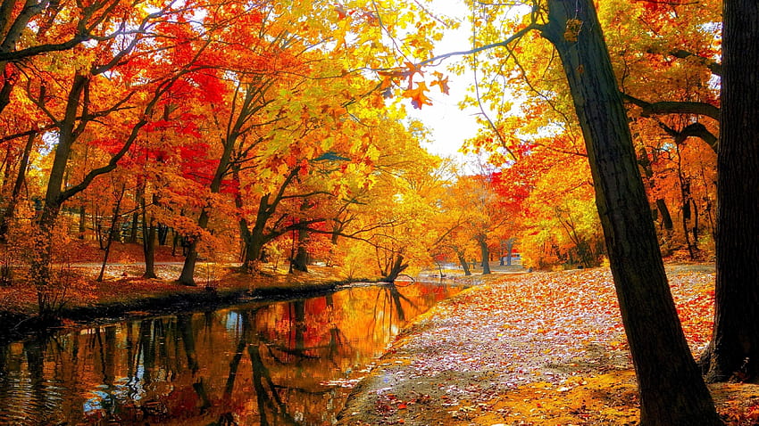 Autumn Tree, 3840x2160 autumn HD wallpaper | Pxfuel
