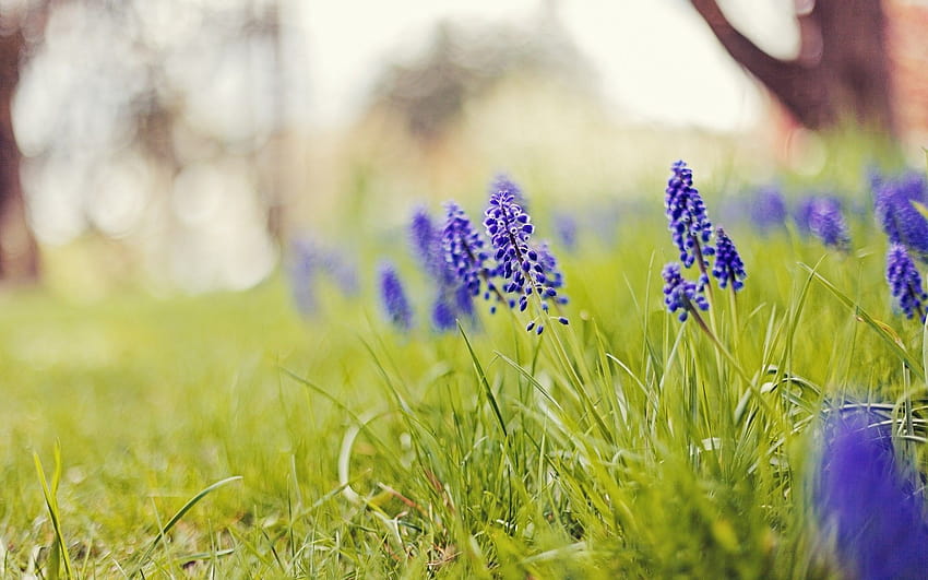 Nature, Flowers, Grass, Depth, Of, Field, Blue, Flowers, Hyacinths ...