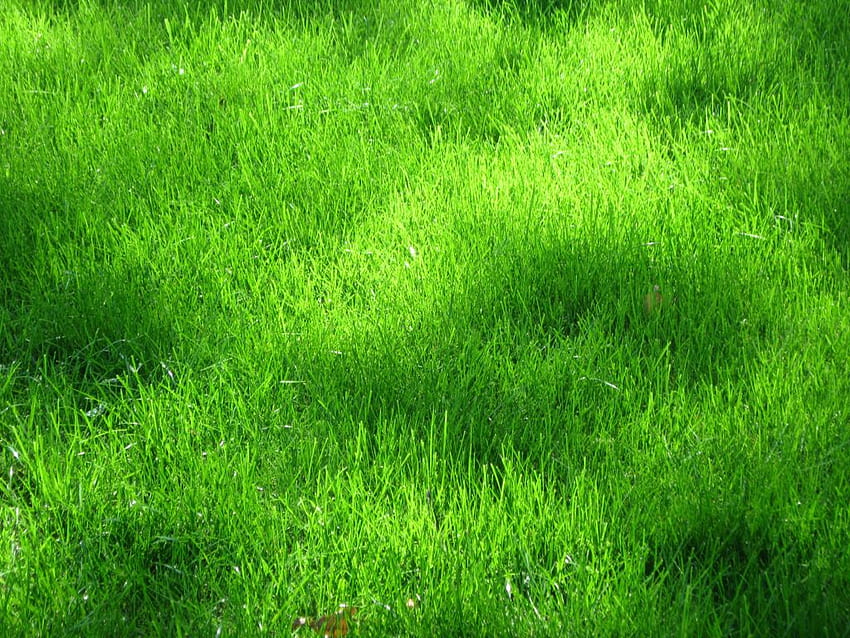 : 30 อันดับอนิเมะพื้นหลังหญ้า อนิเมะทุ่งหญ้า วอลล์เปเปอร์ HD