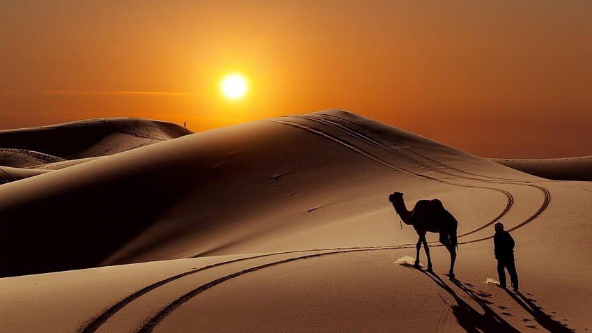 Camelo no deserto, Marrocos papel de parede HD
