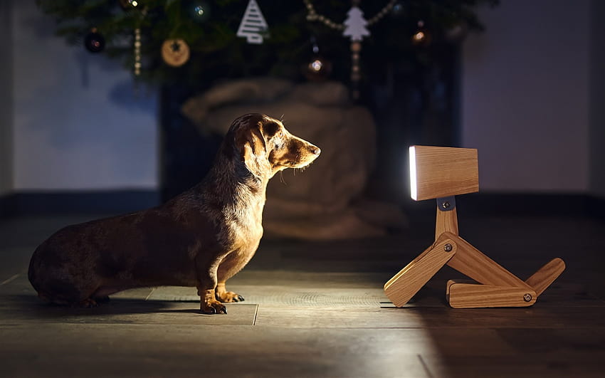 dachshund, brown dog, robot lantern, Christmas tree, New Year, dog year with resolution 1920x1200. High Quality HD wallpaper