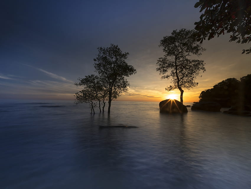 mangrove, trees, sunset, sea, skyline, , background, df8560, mangroves HD wallpaper