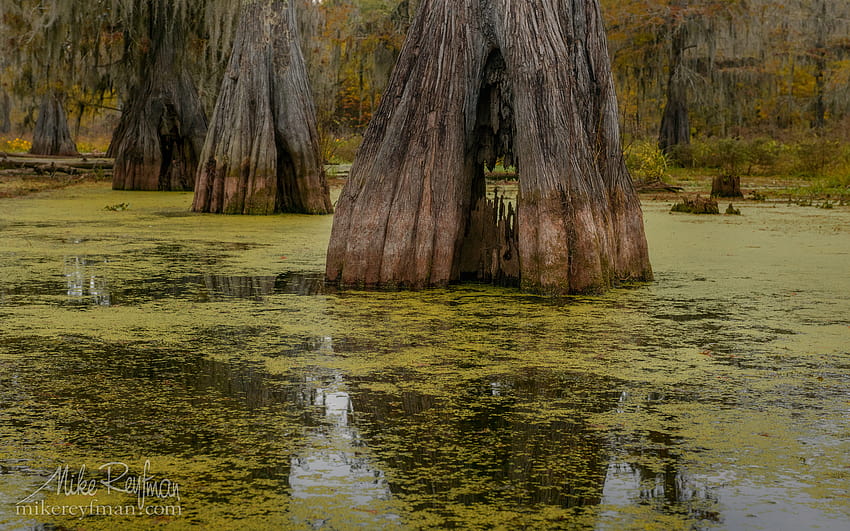 Rotten trunk of old Bald Cypress tree. Lake Martin, old trees swamp HD wallpaper