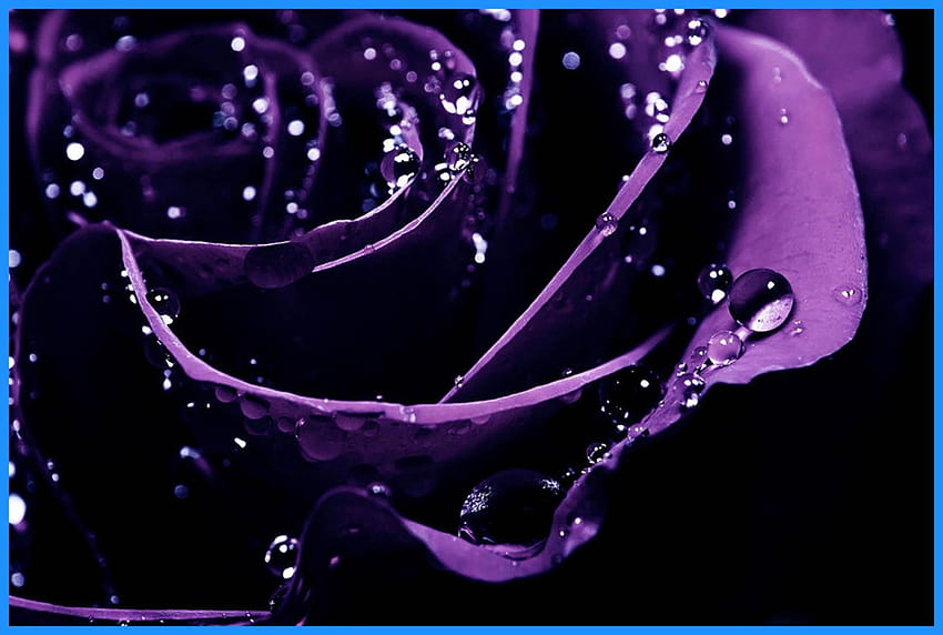 15 Ide Bunga Mawar Ungu, mawar ungu Wallpaper HD
