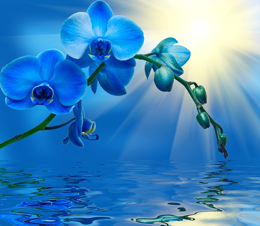 Blue orchid [4873x4224] for your , Mobile & Tablet HD wallpaper