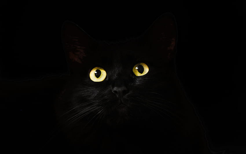 kegelapan, kucing hitam, mata kuning, mata kuning Wallpaper HD