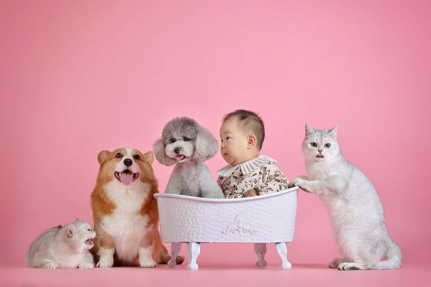 Poodle newborn Cats Dogs Pink backgrounds child Asian Welsh, pink corgi HD wallpaper