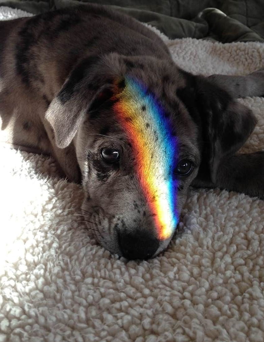 My rainbow puppy barely has any panache HD phone wallpaper