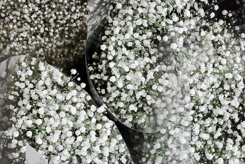 Racimos de Gypsophila en baldes en floristería · Stock fondo de pantalla