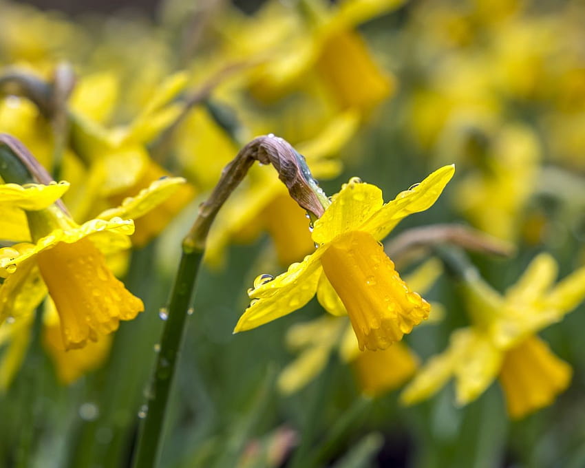 Drops, Dew, Daffodil Yellow Flower, Spring, , Background, Bjb6jf, daffodils spring HD wallpaper