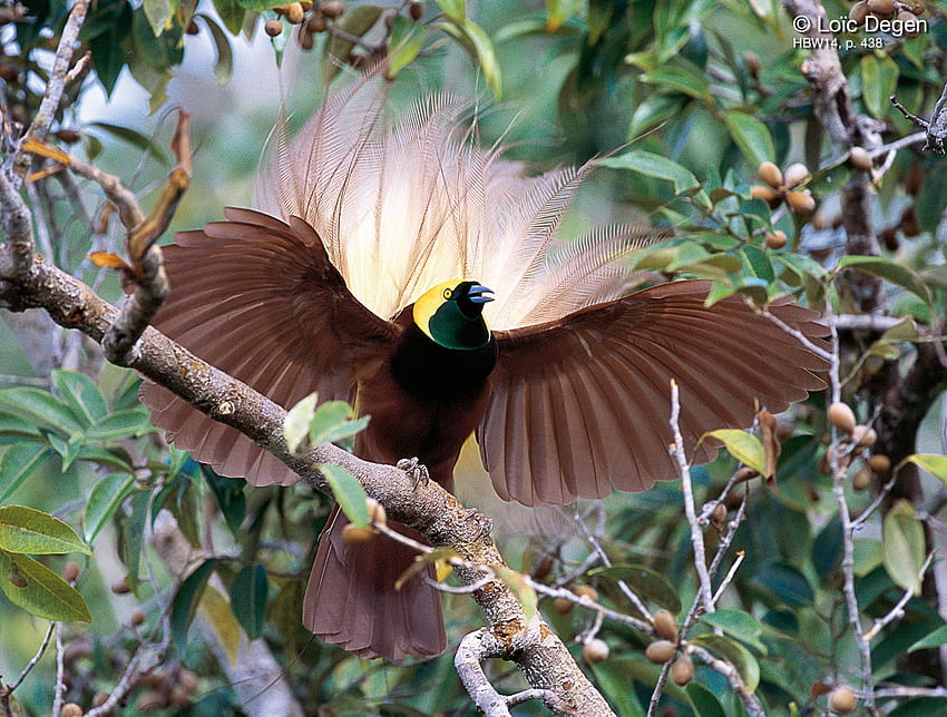 38 นก cendrawasih นก นกสวรรค์ นกสวรรค์ 1551 :: Greater Birds Of Paradise วอลล์เปเปอร์ HD