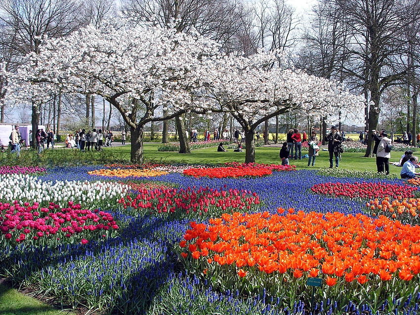 Tulips, Horror, Tree, Beautiful, Park, Peoples, Trees, Flower, flowers in park HD wallpaper