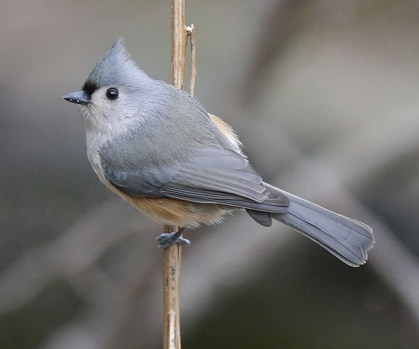 Tufted Titmouse Facts, Habitat, Diet, Life Cycle, Baby HD wallpaper