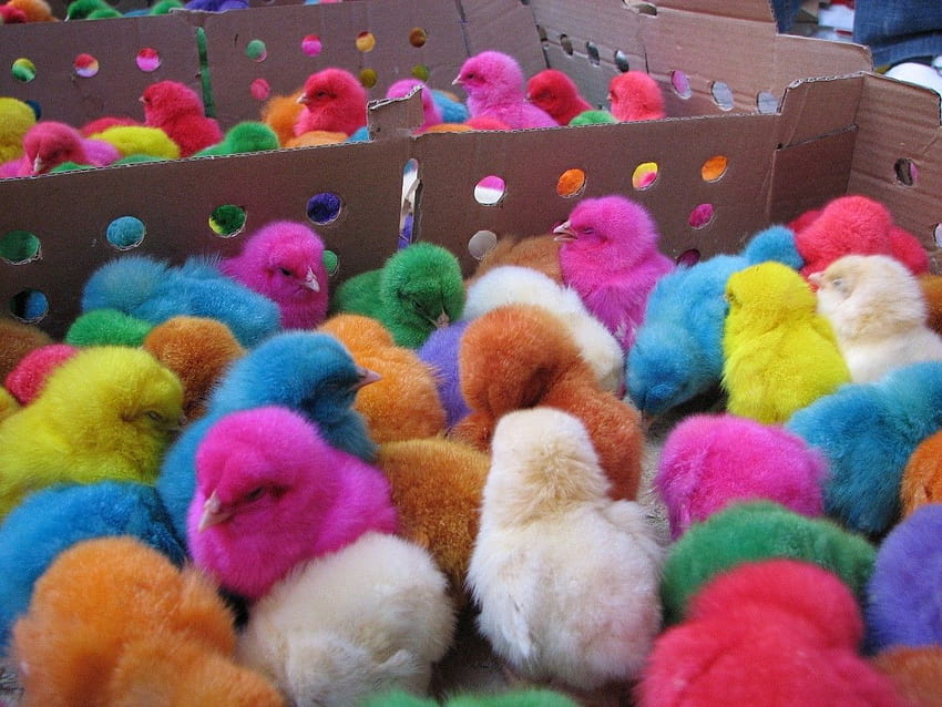 1280x960 Chicken colored easter chicks tofix 1280x960, easter chiks HD wallpaper