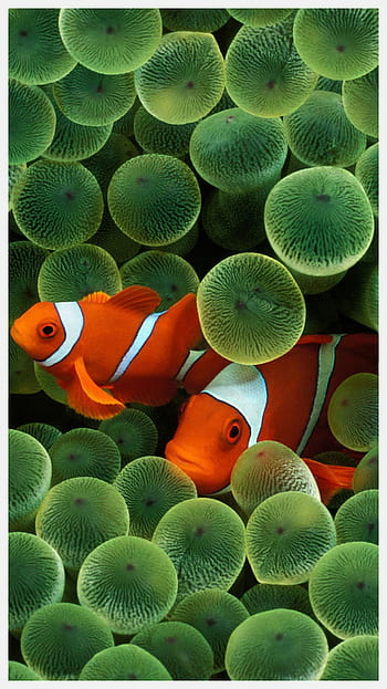 Download wallpaper 800x1200 clown fish, fish, corals, reef, algae iphone  4s/4 for parallax hd background