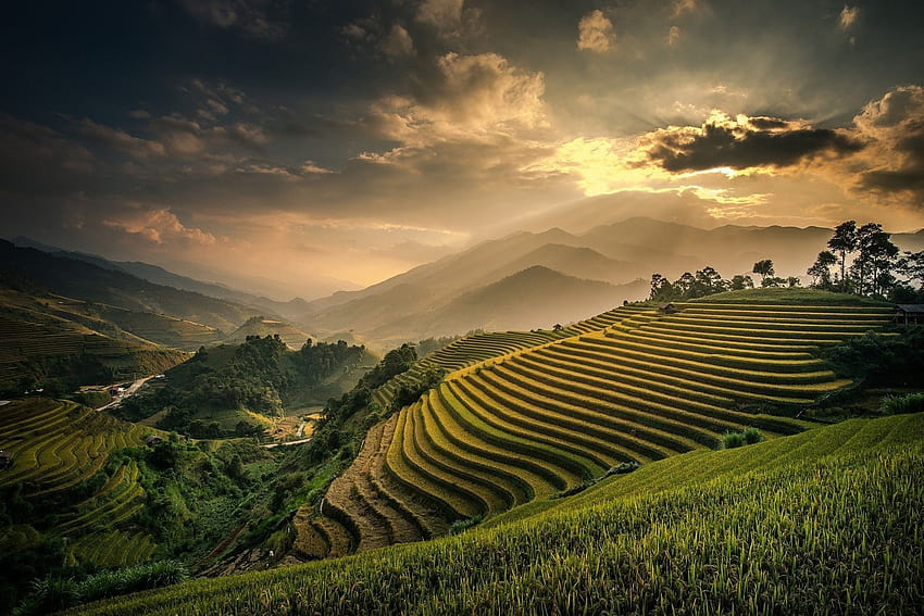 Reisfelder Bali Indonesien, Reisfeldansicht HD-Hintergrundbild