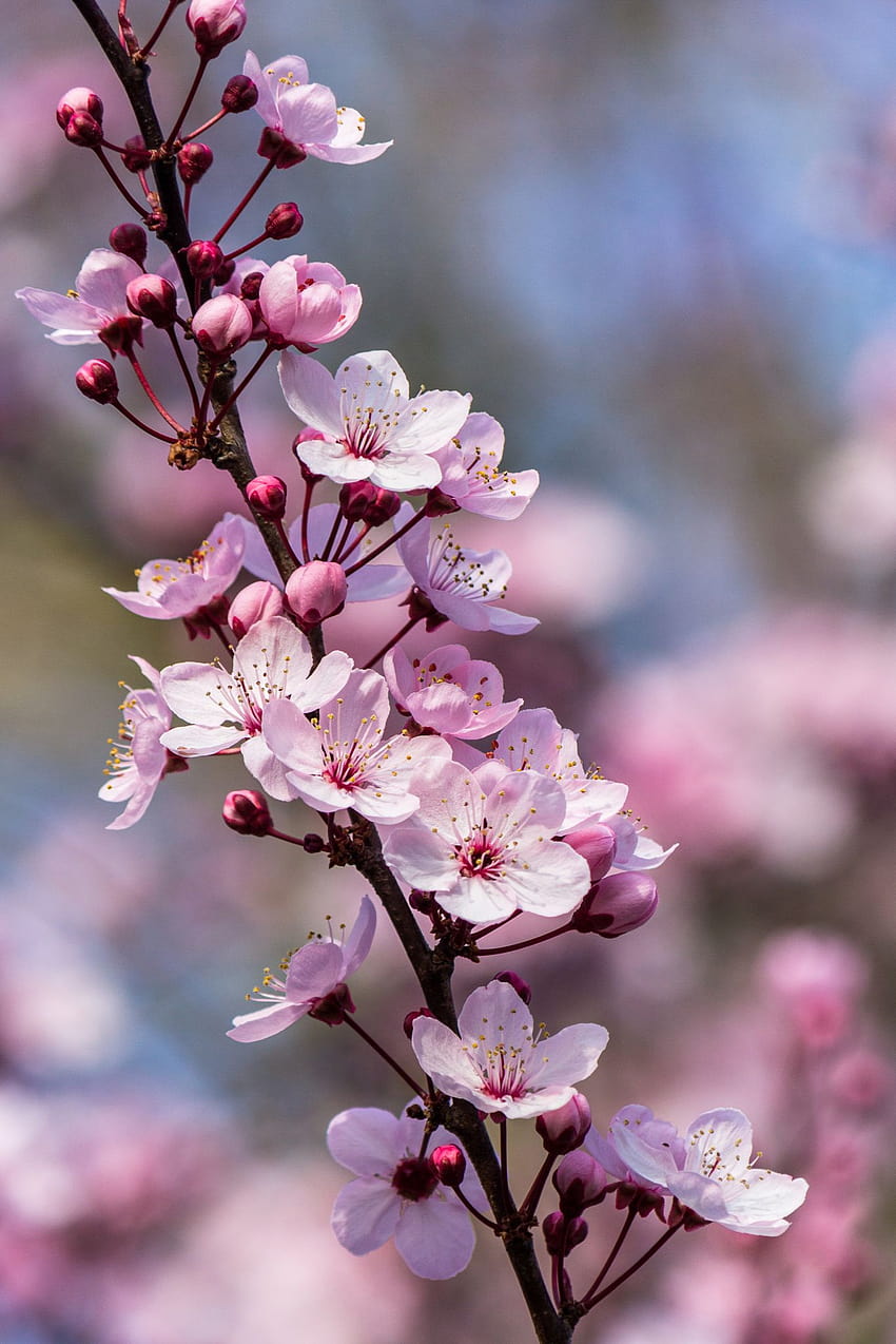 Visions of Plum Blossoms HD phone wallpaper