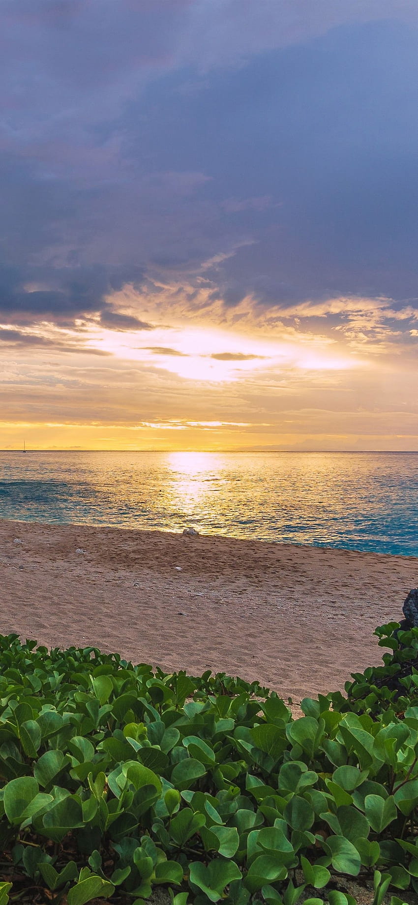 France, Indian Ocean, sea, beach, palm trees, plants, sunset HD phone wallpaper