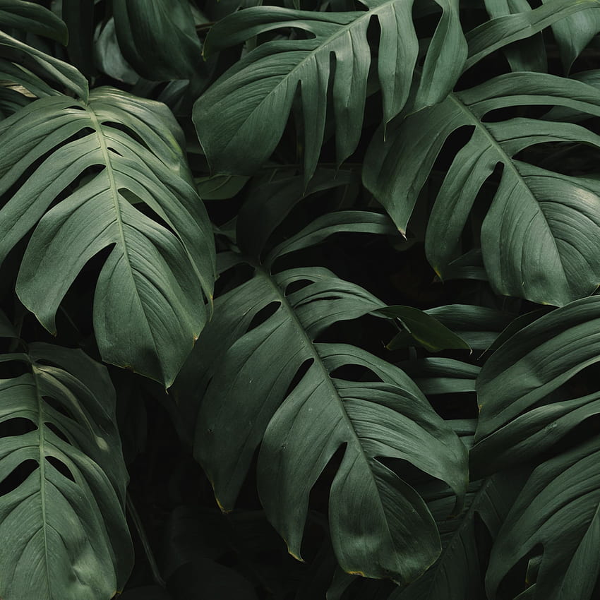 Leaves iPad, plant aesthetic ipad HD phone wallpaper