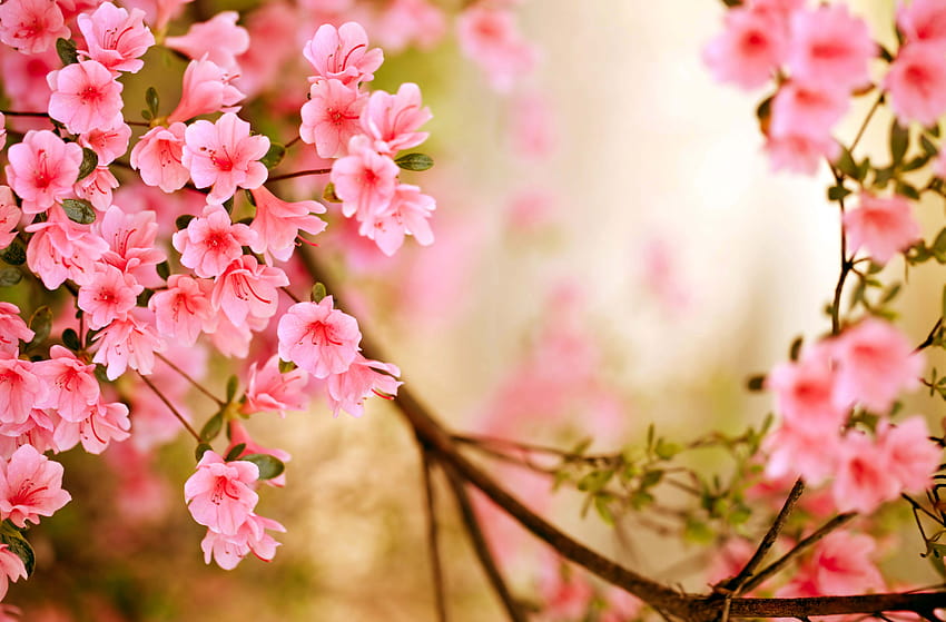 Spring Season High Quality Resolution, Jahreszeit Frühling HD-Hintergrundbild