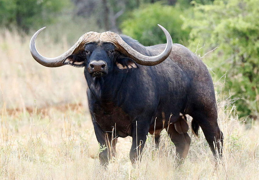 African Buffalo , Animal, HQ African Buffalo, water buffalo HD wallpaper